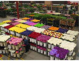 Racks of flowers and plants for sale at the UFGCA auction